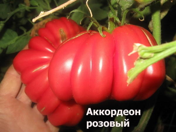 Томат сорт &amp;amp;#39;Pink Accordion&amp;amp;#39; фото сайта sadik45.ru