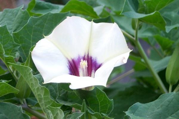 Datura stramonium f. inermis пользуется повышенным спросом