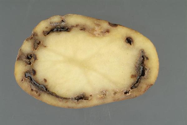 Кольцевая гниль картофеля. Фотография с сайта potatoes.ahdb.org.uk.