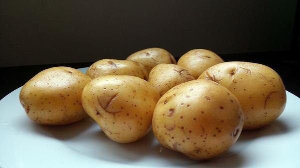 Повреждения на кожице клубней могут стать воротами для инфекции. Фотография с сайта www.credo-ua.org.