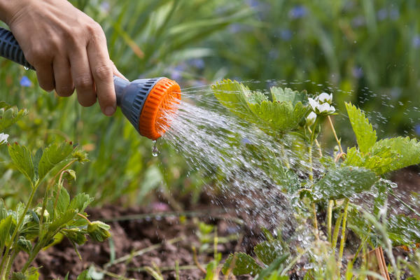 Садовая земляника нуждается в регулярном поливе
