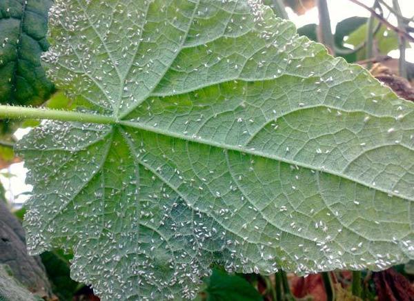 Белокрылка размножается очень быстро. Фото с сайта agroflora.ru