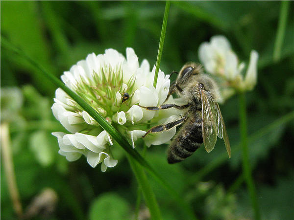 Белый клевер не останется без внимания пчел. Фото с сайта beebazar.ru