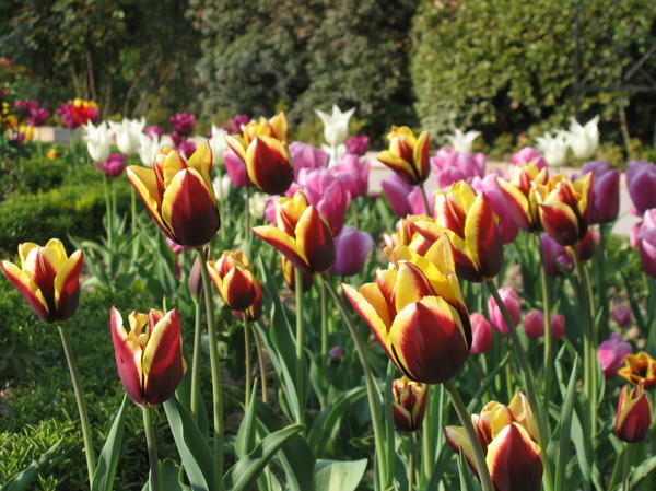 Цветут тюльпаны Триумф, на переднем плане сорт Gavota