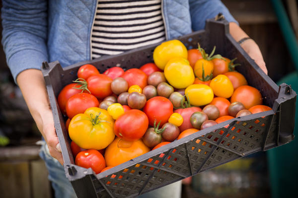О вкусе томатов отчасти можно судить по окраске плодов