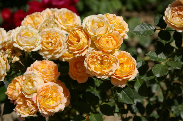 Роза садовая сорт Amber Queen, фото автора