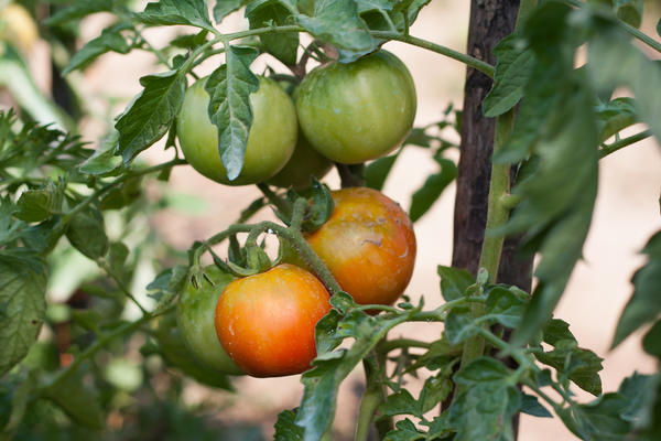 Как ускорить созревание зелёных томатов?