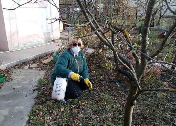 Опрыскивание почвы в приствольном круге. Фото с сайта vsem-privet.ru