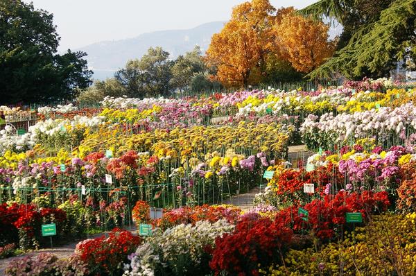 Цветут хризантемы в Саду. Общий вид экспозиции хризантем, фото автора
