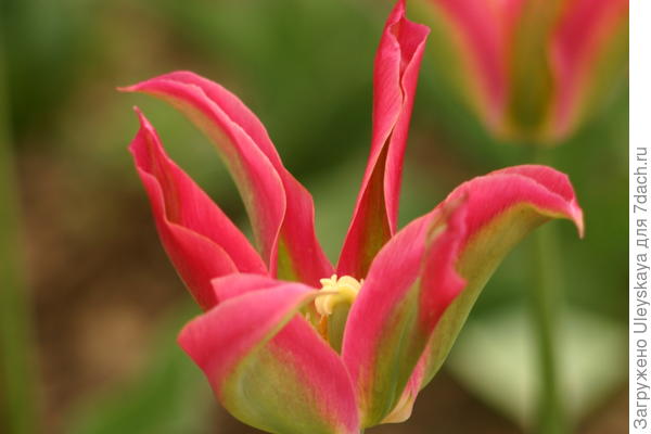 Экзотичная красота зеленоцветковых тюльпанов