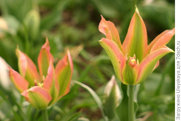 Зелненоцветковые тюльпаны &amp;amp;ndash; это модно