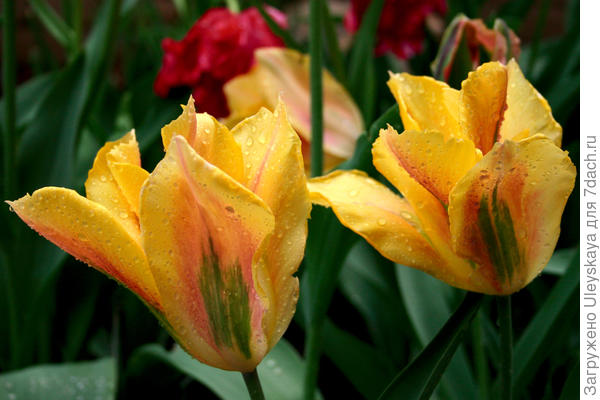 Цветут зеленоцветковые тюльпаны
