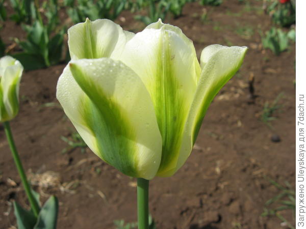 Тюльпан сорт Spring Green