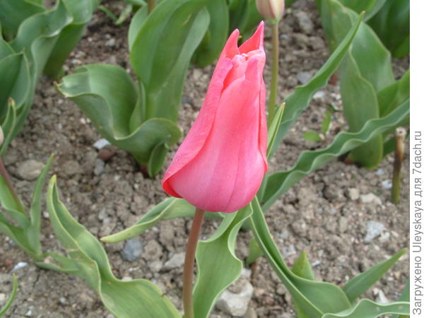 Тюльпан сорт Mildred