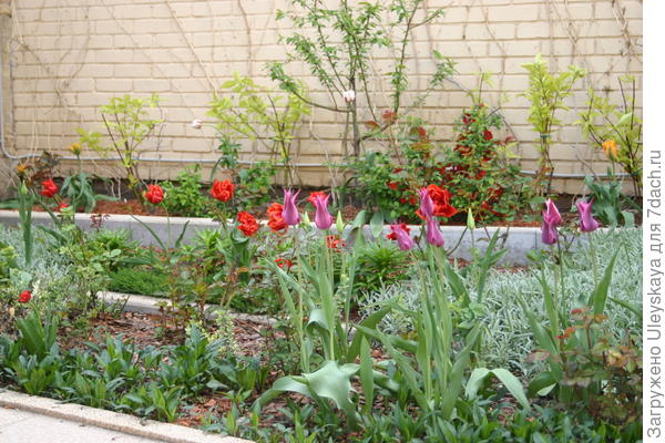 Лилиецветные тюльпаны в миксбордере