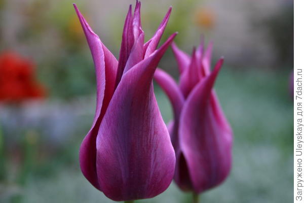 Цветок лилиецветных тюльпанов &amp;amp;ndash; шедевр тюльпанной селекции