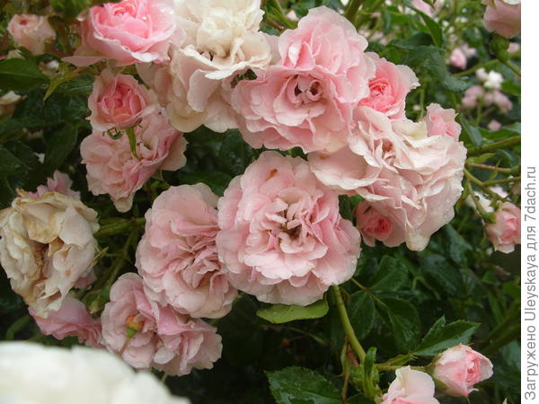 Почвопокровная роза сорт Bonica