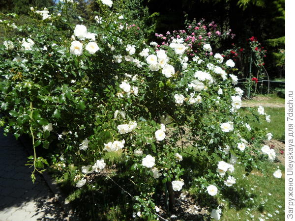 Почвопокровная роза сорт Ахтиар на штамбе