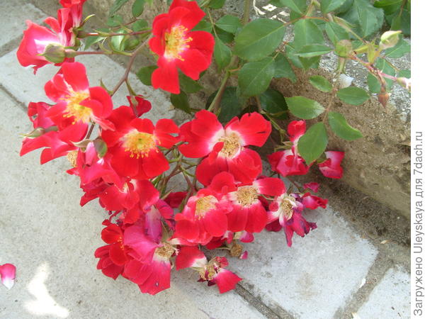 Почвопокровная роза сорт Rouge Meillandecor