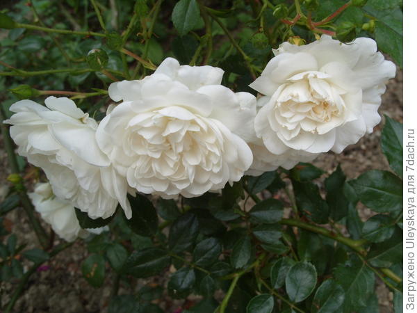 Почвопокровная роза сорт Snow Ballet