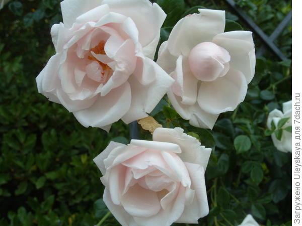 Плетистую розу сорт New Dawn можно использовать в качестве почвопокровной