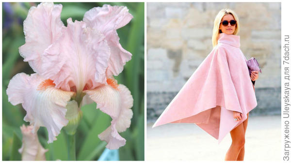 Ирис сорт Fragrant Lilac и цвет розовый кварц в модном тренде, фото сайта www.glamusha.ru