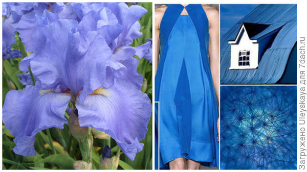 Ирис сорт Jean Hoffmeister и цвет преванш в модном тренде, фото сайта fchannel.ru