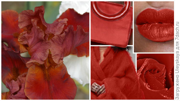 Ирис сорт Deep Fire и цвет Aurora Red в модном тренде, фото сайта www.karday.ru
