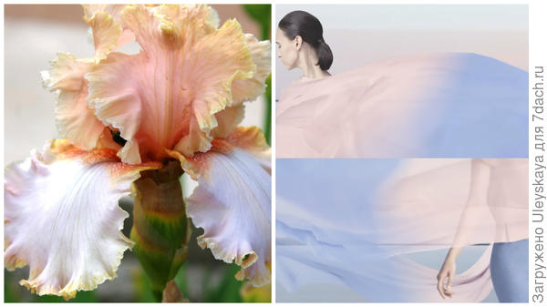 Ирис сорт Marriage Vows, оттенки розового и голубого, фото сайта hochu.ua