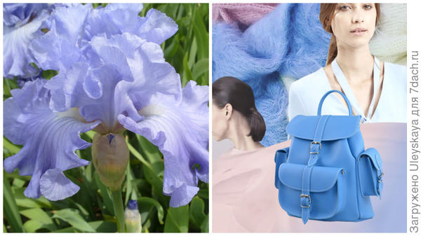 Ирис сорт Delta Blues и цвет серенити в модном тренде, фото сайта hochu.ua
