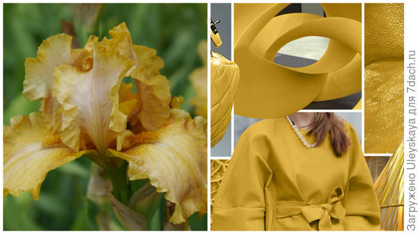 Ирис сорт Brandy и цвет Spicy Mustard в модном тренде, фото сайта www.karday.ru