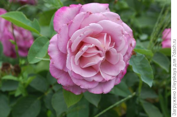 Цветкам розы сорт Saint-Exupery характерен классический розовый аромат
