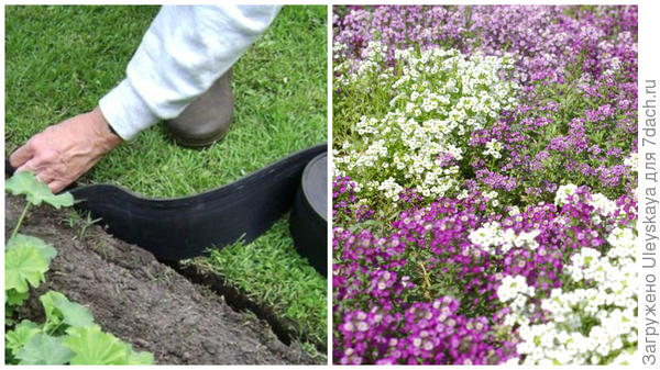 Ограничение трав бордюрной лентой, фото сайта greensector.ru, ароматная лобулярия