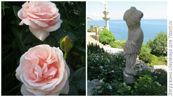 Роза сорт Aphrodite, фото сайта Procvetok.com и Венера Милосская (Афродита у римлян) на Южном берегу Крыма