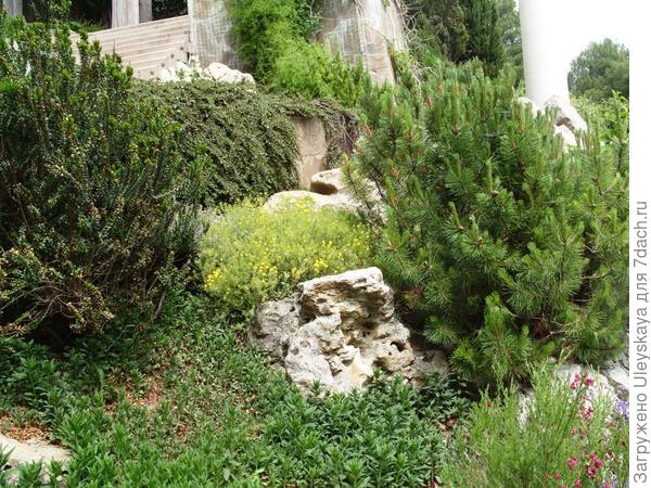 Кизильник Коралловая Красавица на заднем плане на стене