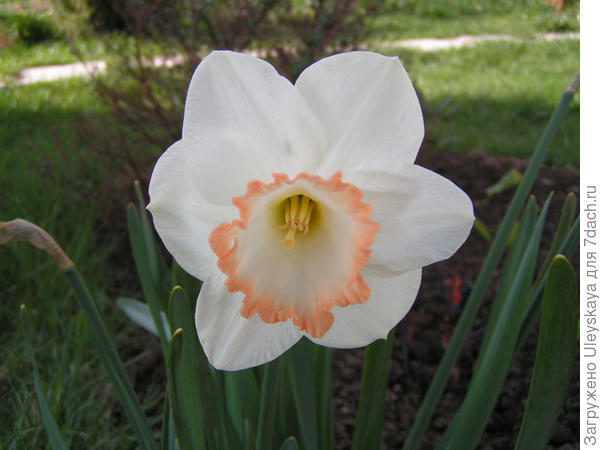 Нарцисс садовый сорт Spring Pride. Фото с сайта flower.onego.ru