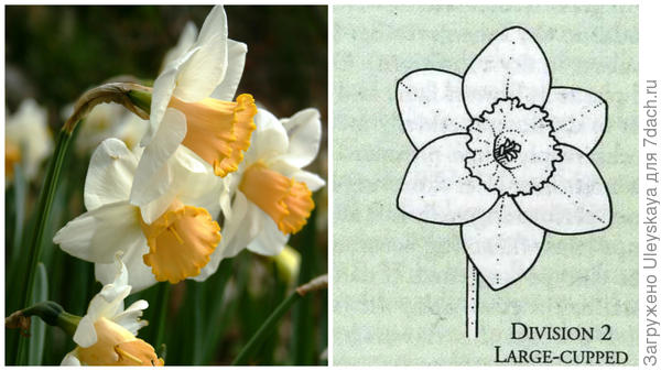 Нарцисс садовый сорт Salome, фото автора и цветок-эталон 2 группы, рисунок Encyclopedia of garden plants