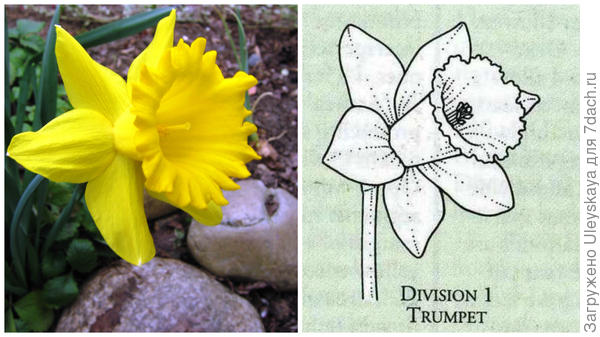 Нарцисс садовый сорт Dutch Master, цветок крупным планом, фото автора и цветок-эталон 1 группы, рисунок Encyclopedia of garden plants