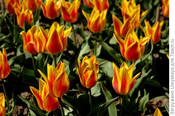 Тюльпан садовый сорт-дебютант Colour Spectacle