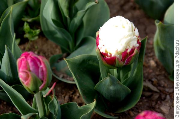 Тюльпан садовый сорт-дебютант Ice Cream
