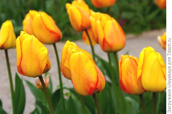 Сорт Blushing Apeldoorn