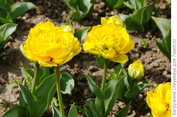 Сорт Yellow Pomponette