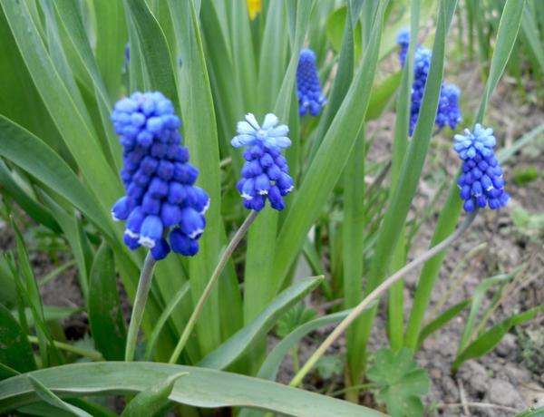 Мускари армянский (Muscari armeniacum). Фото автора