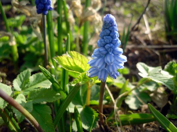 Мускари лазурный (Muscari azureum). Фото автора