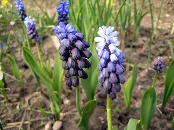 Мускари широколистный (Muscari latifolium). Фото автора