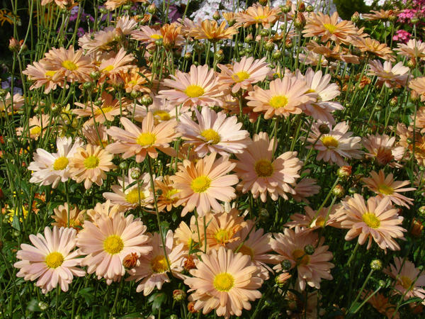 Цветоводы и ботаники по-разному классифицируют хризантемы