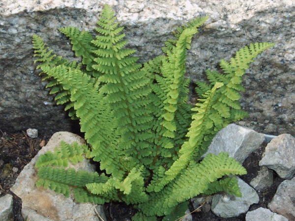 Многоножка обыкновенная (Polypodium vulgare)
