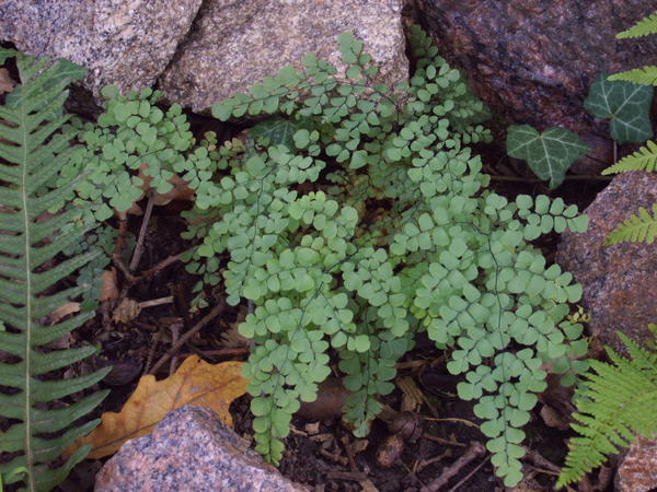 Адиантум красивый (Adiantum venustum)