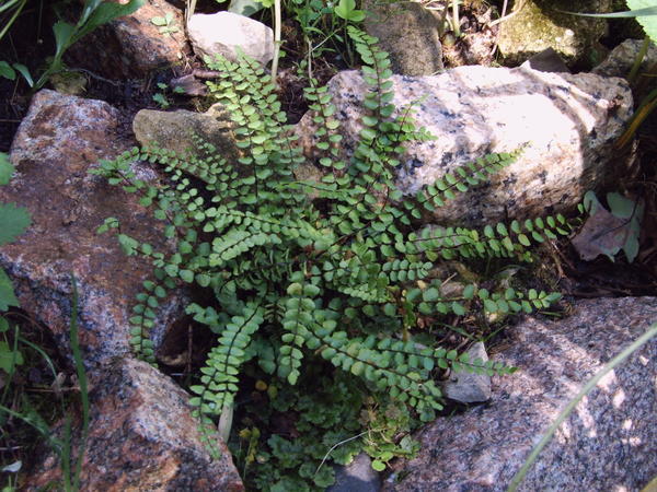 Асплениум волосовидный (Asplenium trichomanes)