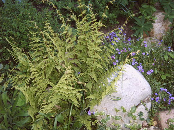 Пузырник луковиценосный (Cystopteris bulbiferum)